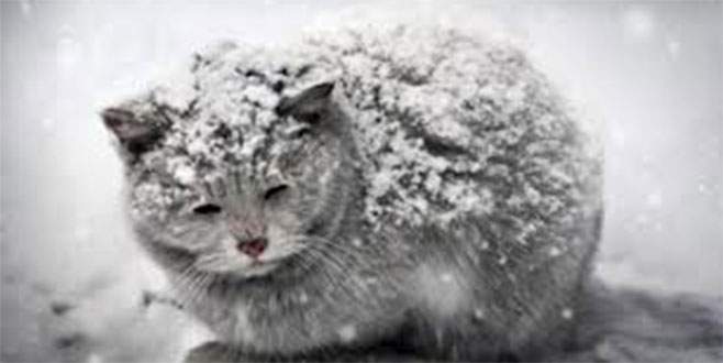 Kışın soğuğunda, köpekler 17 saat, kediler 6 saat aç kalırsa hayatını kaybeder