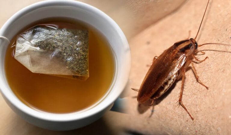Çay Yapraklarında Böcek İzlerine Rastlandığı Açıklandı