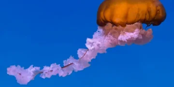 ölümsüz-denizanasi